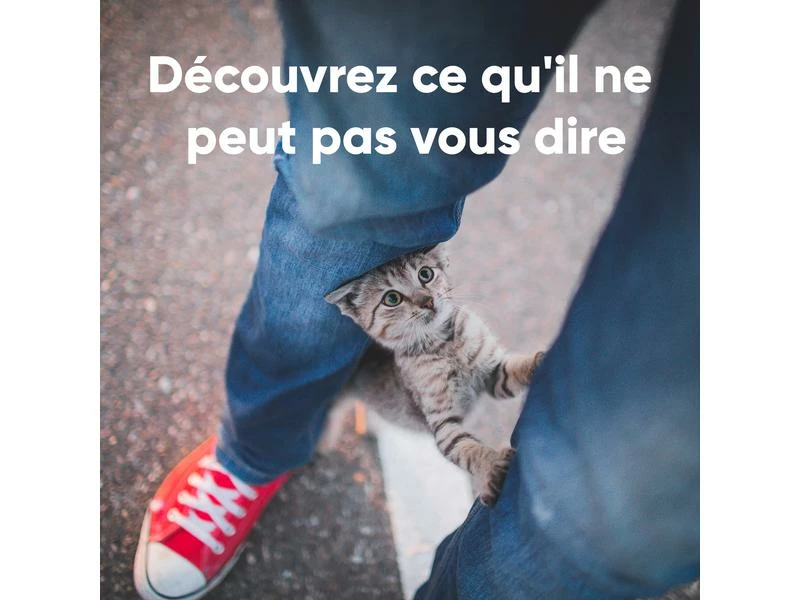 Invoxia Pet GPS-Tracker für Katzen und Hunde – Bild 12