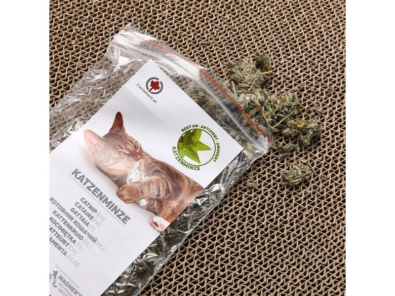 CanadianCat Kratzbrett Comet L – Bild 6