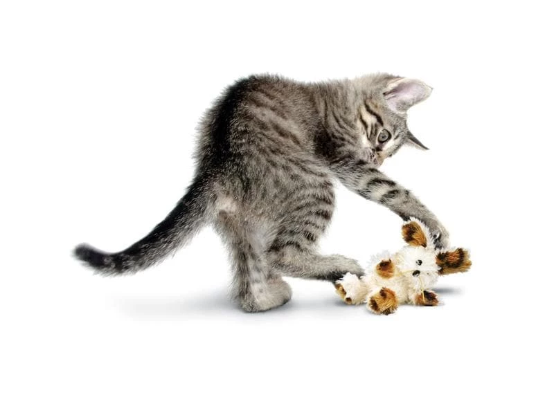 Kong Katzen-Spielzeug Cat Softies Fuzzy Bunny 15 cm – Bild 2