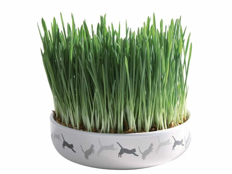 Trixie Katzengras mit Keramikschale 50 g