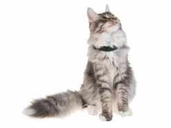 PetTracer GPS-Katzenhalsband