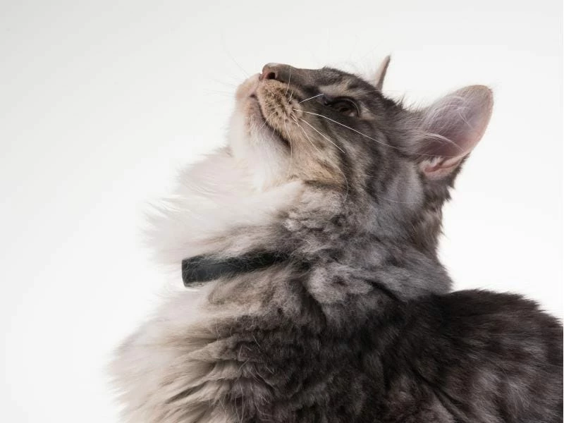 PetTracer GPS-Katzenhalsband – Bild 5