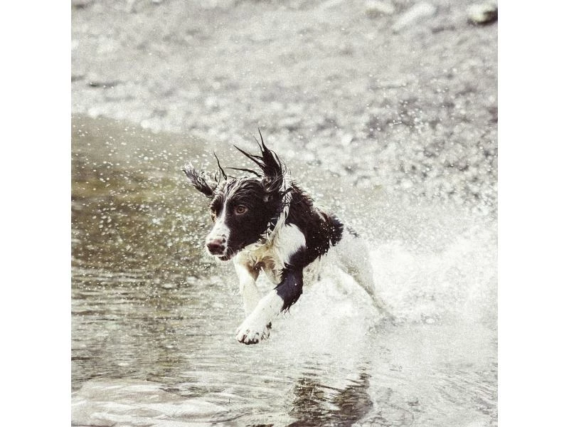 Invoxia Pet GPS-Tracker für Katzen und Hunde – Bild 6