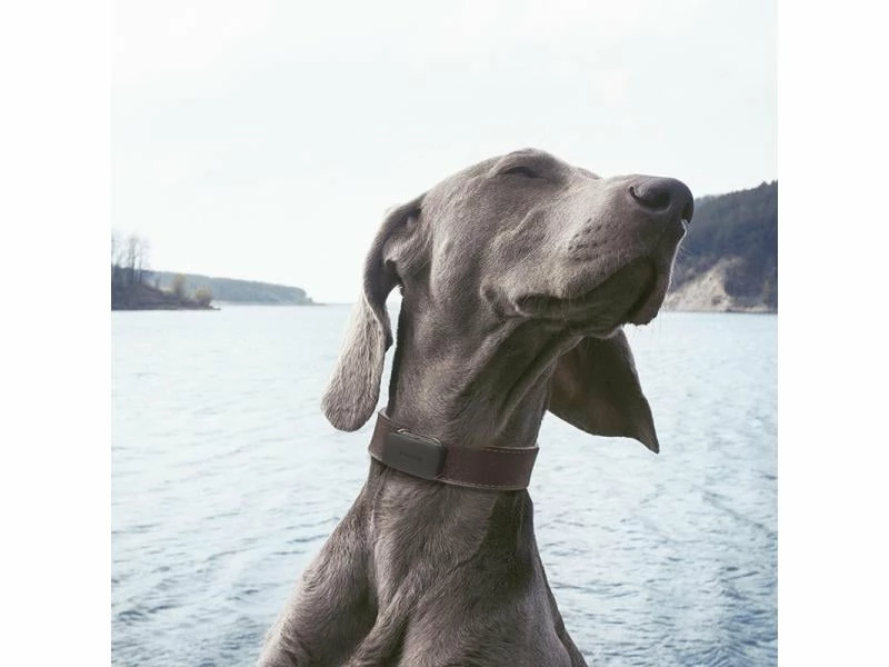 Invoxia Pet GPS-Tracker für Katzen und Hunde – Bild 8